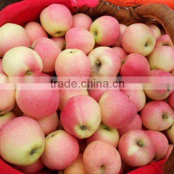 Fresh Gala Apple