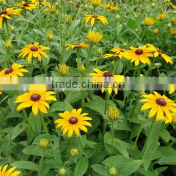 Rudbeckia laciniata /Rudbeckia flower seeds for growing