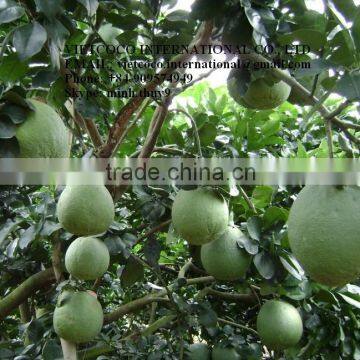 Green Skin Grapefruit Vietnam photo-3