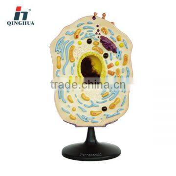 Plastic model of animal cell