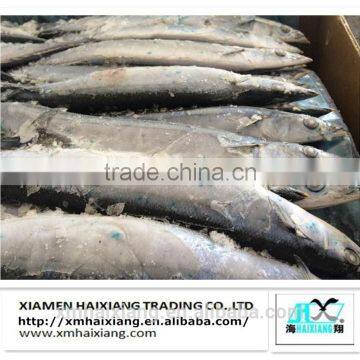 High quality frozen pacific saury fish