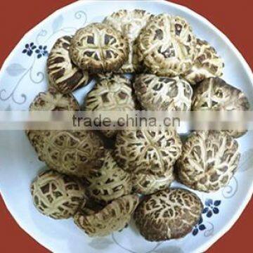 Export Flower Shiitake Mushroom Dried from Fresh Raw Material