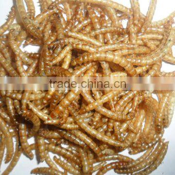 Nutrient bird food chubby mealworms / organic chicken feed mealworm