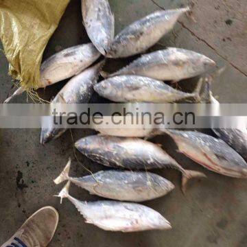 frozen hake fish of bonito tuna