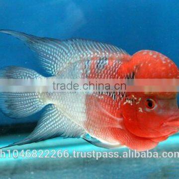 FLOWERHORN FISH IN THAILAND ,BREEDING FARM AND EXPORT