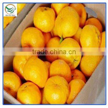 2013 Newly Harvest Satsuma Mandarin photo-5