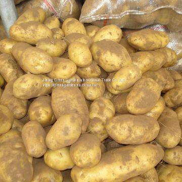 Fresh Potato photo-3