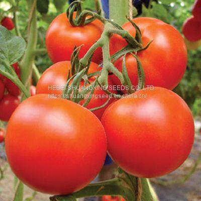 Bright Red Hybrid Tomato Seeds Israel Bonbon Vegetable Seeds photo-3