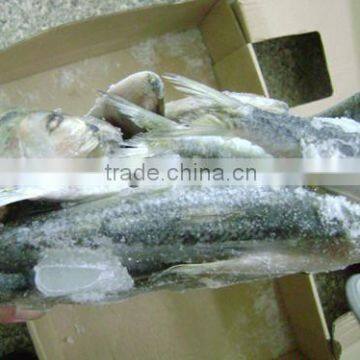 Frozen Small Size Sardine for Canning