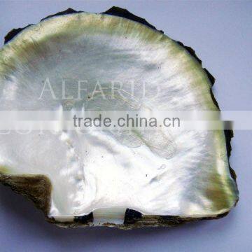 Natural MOP Mother of Pearl Raw Sea Shells