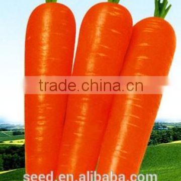 SX Carrot Seed No.1 High Quality Hybrid Carrot Seeds