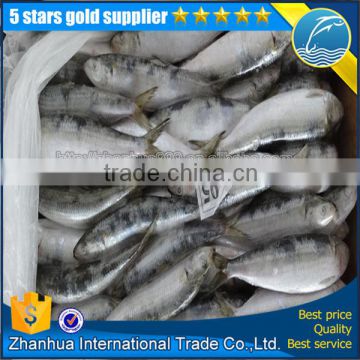 Purse seine frozen sardines for sale low price