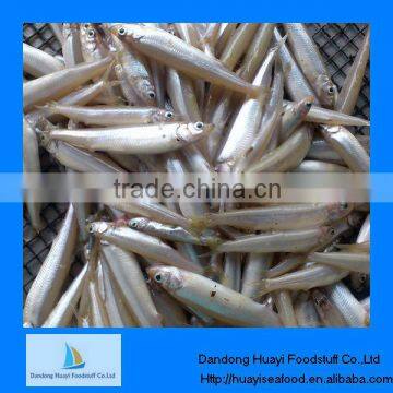 High quality frozen whole lake smelt