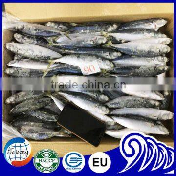 Seafood supplied Whole Japanese scad Decapterus maruadsi