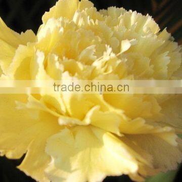 yellow carnation