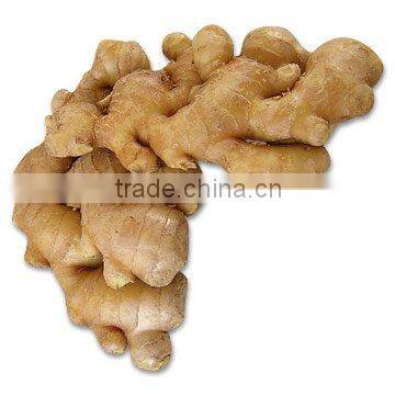 supply fresh ginger for buyers