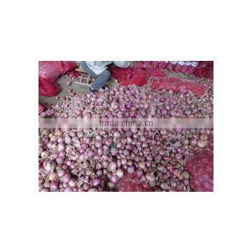 New Red Onion High Quality