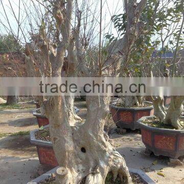 Outdoor Plants Lagerstroemia Indica L. photo-4