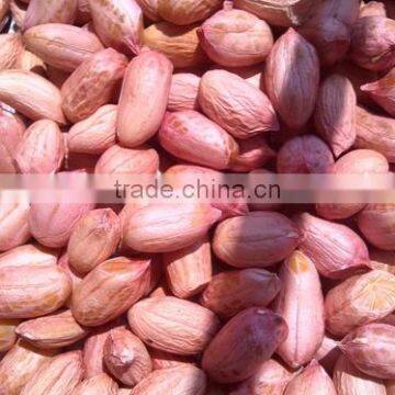 PEANUTS BOLD