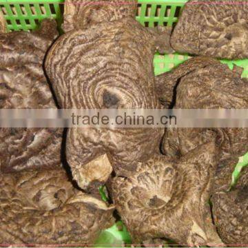 WILD FROZEN DRIED Sarcodon aspratus