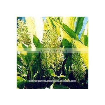 Galangal oil