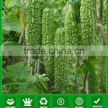 BG03 Cuizhu early maturity dark green bitter gourd seeds of vegetable seeds