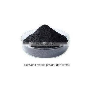 Europe market organic seaweed extract powder