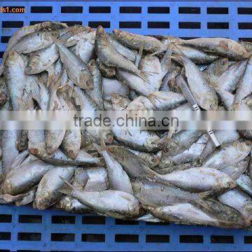 Good Quality Fish Meal Low Price,origin China