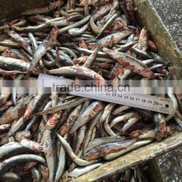 New Landing Fresh Frozen Anchovy photo-4