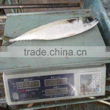 Frozen Pacific Mackerel New Fish Pacific Mackerel Good Quality photo-2