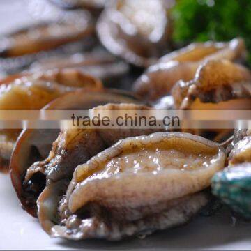 Cooked frozen Abalone with shell