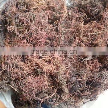 Gracilaria, Eucheuma Spinosum And Eucheuma Cottoni Seaweeds photo-5