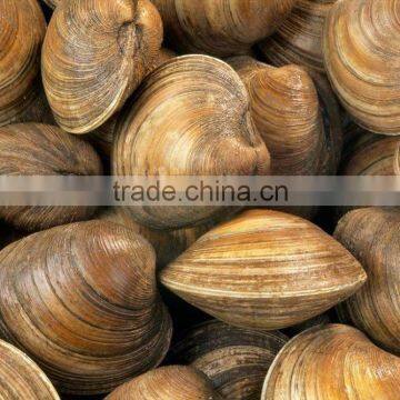 Cherry Stone photo-3