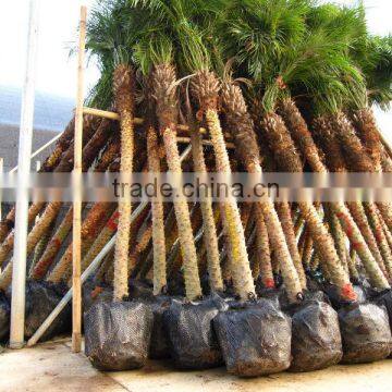 Phoenix Roebelenii photo-5