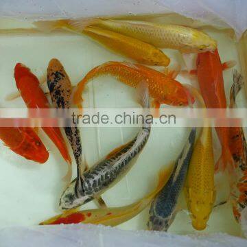 Mix Color Koi Carp Fish Wholesale in Thailand