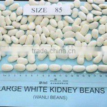 Large white kidney beans