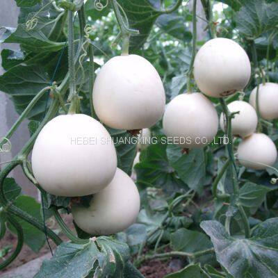 Sweet Star No.21 Resist Diseases Hybrid Musk Melon Seeds photo-4