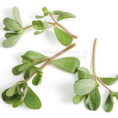 Portulaca oleracea Extract 5:1 TLC, water soluble Purslane Extract, Portulaca Extract, Bacopa Monnieri Extract