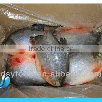 FROZEN RED POMFRET WHOLE ROUND IQF IWP