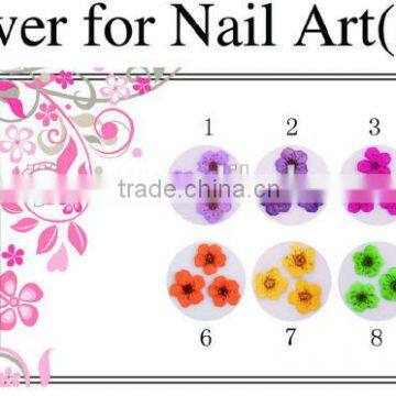 Dry flower for nail art