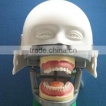 Dental Manikin Phantom Head/Dental Training Head Simulator Manikin With Torso for Student photo-2