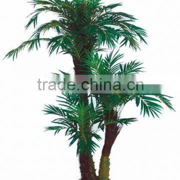 Feather Palm