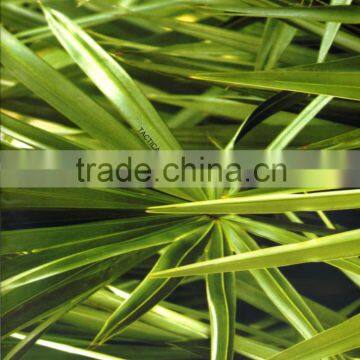 New Arrival DAZZLE NO.DGMA198-2 Forest Water Reed Hydrographic Film Hydrographics Water Transfer Printing Film photo-2