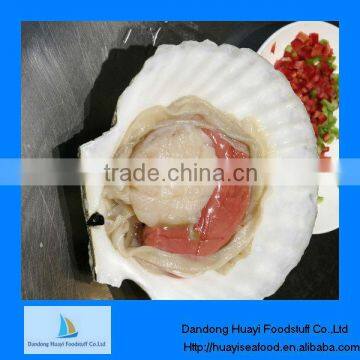 High quality half shell frozen scallop