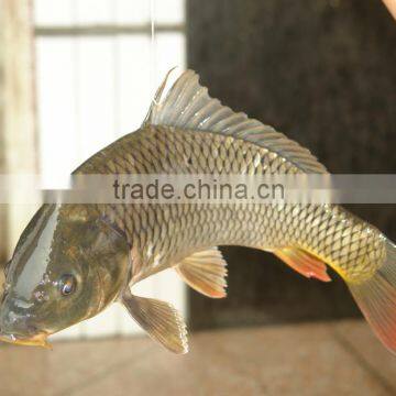 Chinese Taste Family Use Seafood Condiment,spicy Seasoning for Fish photo-4