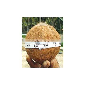 HUSKED COCONUTS