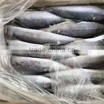 spanish mackerel fresh king fish frozen seer fish