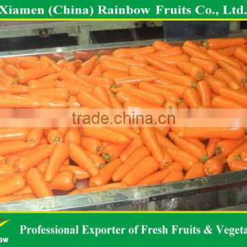 New Baby Carrot, fresh Chinese Carrot