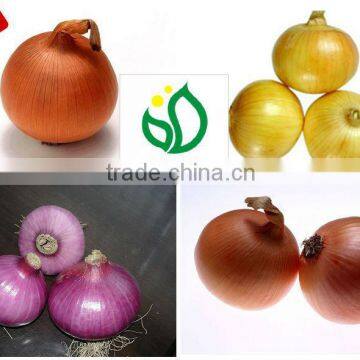 2014 Red Onion of New Season