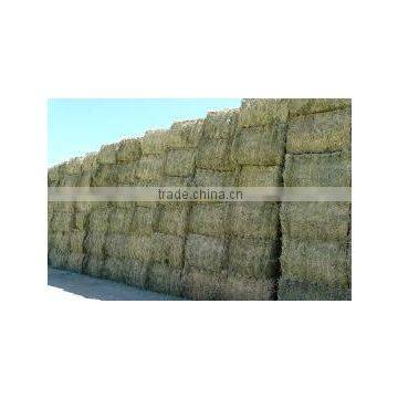 Straw hay bale, wheat hay bale, wheat straw hay, feeding straw hay, wheat hay straw